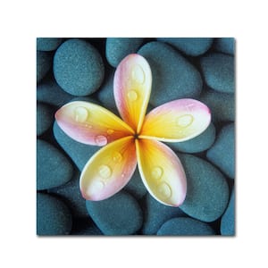 24 in. x 24 in. "Plumeria and Pebbles 4" by David Evans Printed Canvas Wall Art