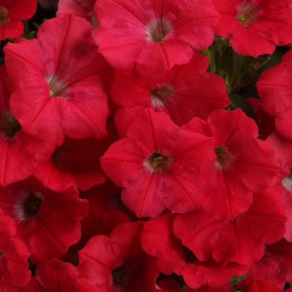 PROVEN WINNERS Supertunia Watermelon Charm Petunia 4.25 in. Grande