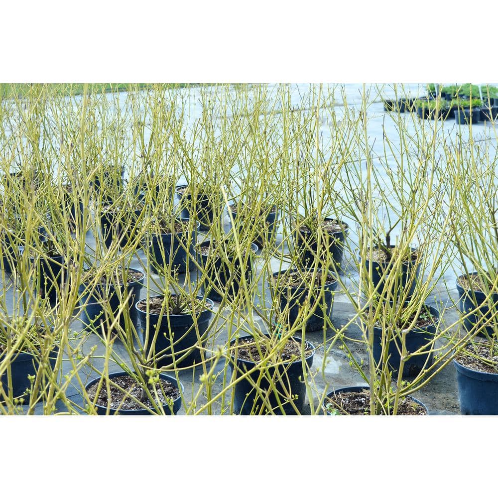 1 Gal. Yellow Twig Dogwood Shrub with Bright Golden Yellow Winter Stems and Large Fragrant Spring Flowers price history on PriceWatchPro