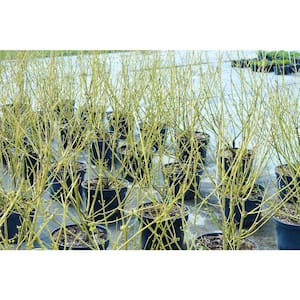 1 Gal. Yellow Twig Dogwood Shrub with Bright Golden Yellow Winter Stems and Large Fragrant Spring Flowers