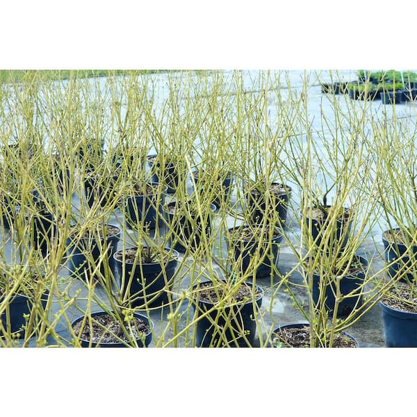 Online Orchards 1 Gal. Yellow Twig Dogwood Shrub with Bright Golden Yellow Winter Stems and Large Fragrant Spring Flowers