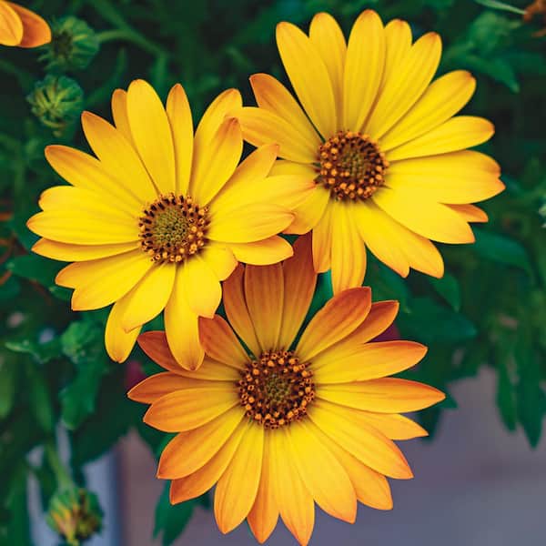 ALTMAN PLANTS 2.6 qt. Osteoermum 'Sunshine Beauty' African Daisy