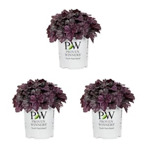 2.5 Qt. Proven Winners Heuchera Dolce Wildberry Perennial Plant (3-Pack)