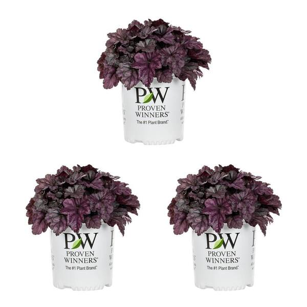 METROLINA GREENHOUSES 2.5 Qt. Proven Winners Heuchera Dolce Wildberry ...