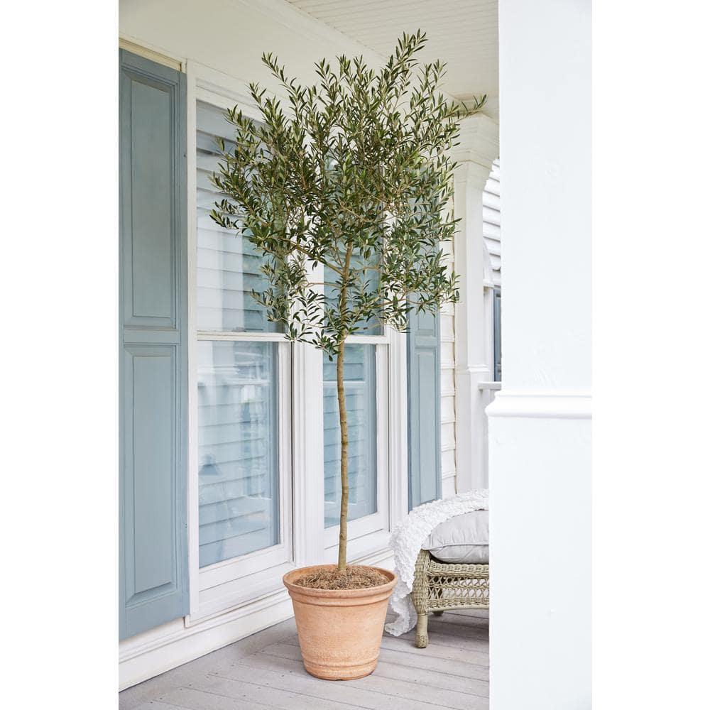 Arbequina Olive Tree in 3-Gallon Container