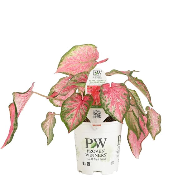 Plant-ex Ingredients on X: Pretty and pink! Plant-Ex's clean