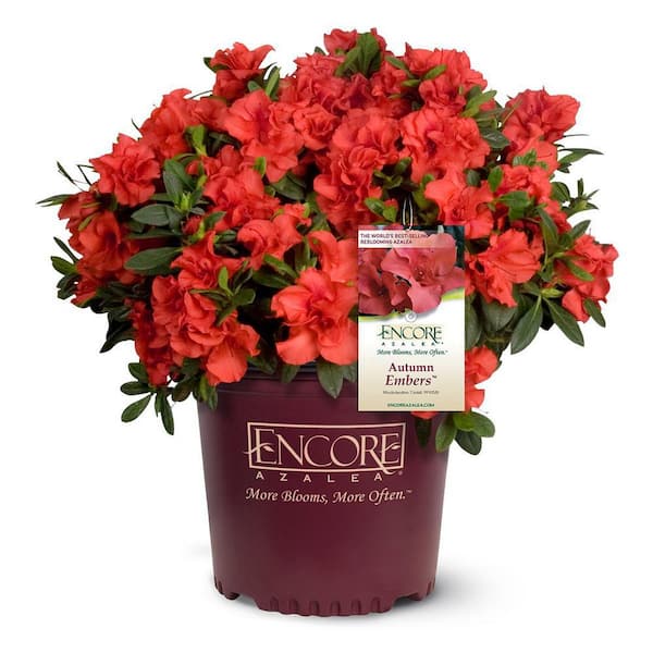 ENCORE AZALEA 5 Gal. Autumn Embers Azalea Shrub with Red Flowers