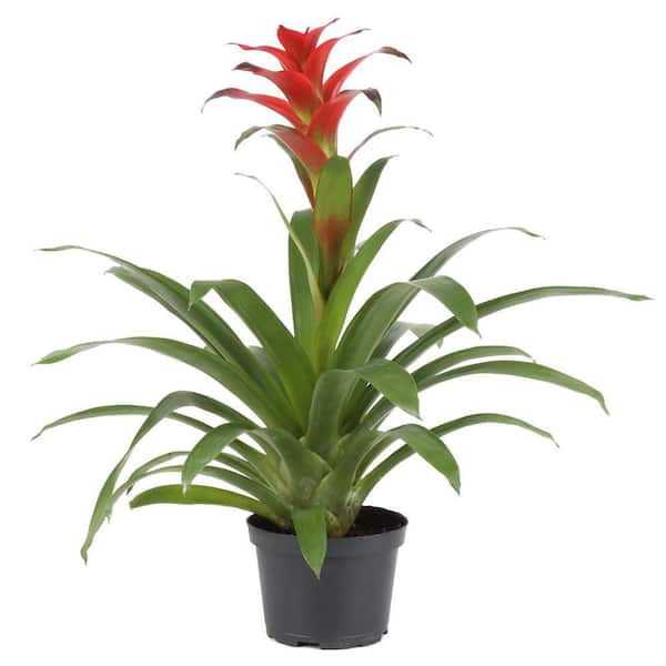 Unbranded 6 in. Bromeliad Plant in Grower Pot