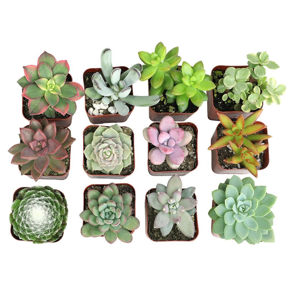Multicolor Indoor/Outdoor Succulent Variety Pack with Plastic Pots