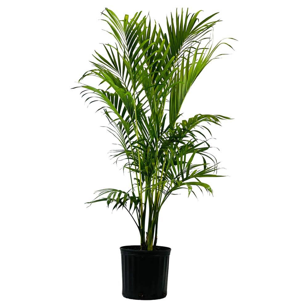 1.9 Gal Palm Cataractarum Plant in 9.25 In. Grower Pot price history on PriceWatchPro