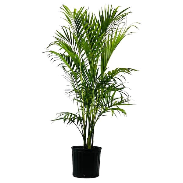 Pure Beauty Farms 1.9 Gal Palm Cataractarum Plant in 9.25 In. Grower Pot
