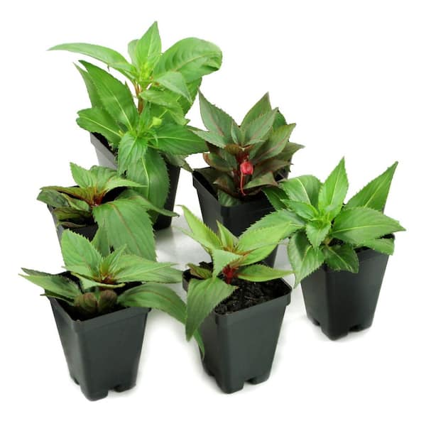 2.5 in. Compact Royal Magenta Improved SunPatiens Impatiens Outdoor Annual Plant with Magenta-Pink Flowers (6-Pack)