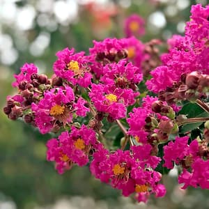 Brighter Blooms 3 Gal. Pink Flowering Hibiscus Tree HIB-PIN-34-3 - The Home  Depot
