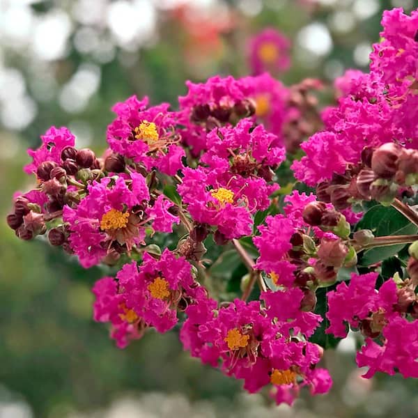 Unbranded 1 Gal. Deep Pink Tonto Crape Myrtle Tree