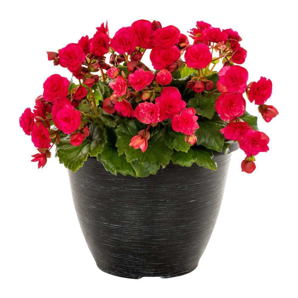 Vigoro 2 Gal. Begonia Premium Vermillion Hot Pink in Decorative Planter ...