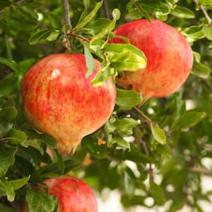 #5 Container Parfianka Deciduous Pomegranate Tree