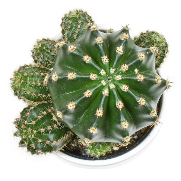 ALTMAN PLANTS 9 cm Cactus in White Glazed Clay Pot 0872540 - The
