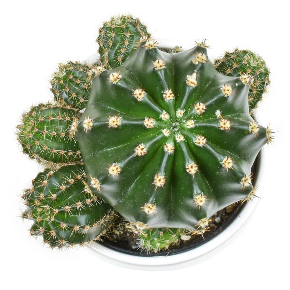 Green Cactus in White Clay Planter, 9" Tall