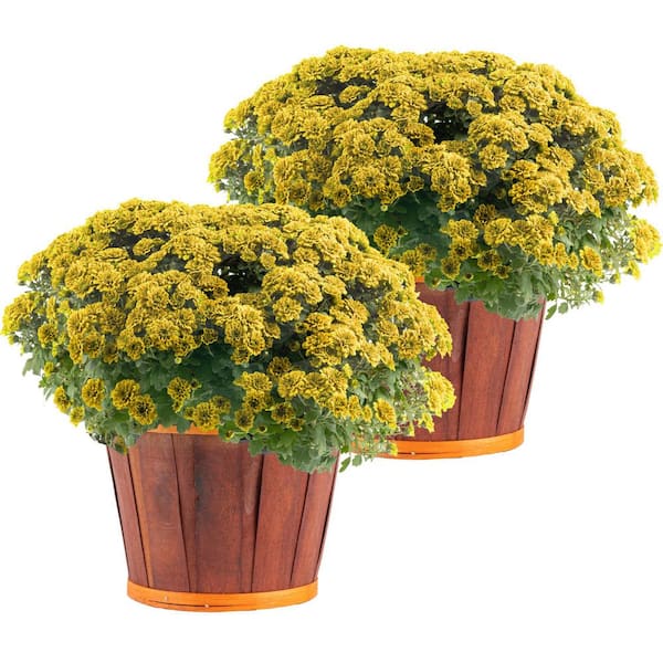 Costa Farms Yellow Ready to Bloom Fall Chrysanthemum Outdoor Plant in 3 qt. Bushel Basket Pot, Avg. Shipping Height 1-2 ft. (2-Pack)
