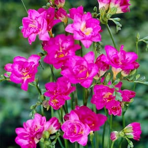Freesias Double Blooming Pink (Set of 25 Bulbs)