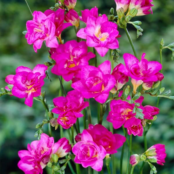 VAN ZYVERDEN Freesias Double Blooming Pink (Set of 25 Bulbs)