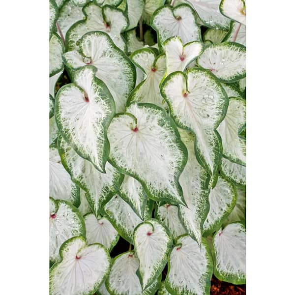 Pure Beauty Farms 2.5 qt. Caladium White Delight in 6.33 in. Grower's Pot