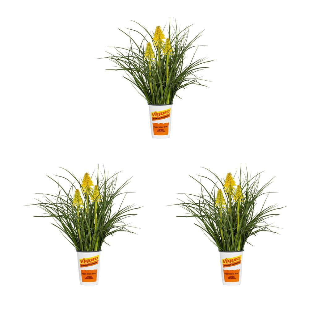 Vigoro 2 qt. Kniphofia Red-Hot Poker Poco Yellow Perennial Plant (3 ...