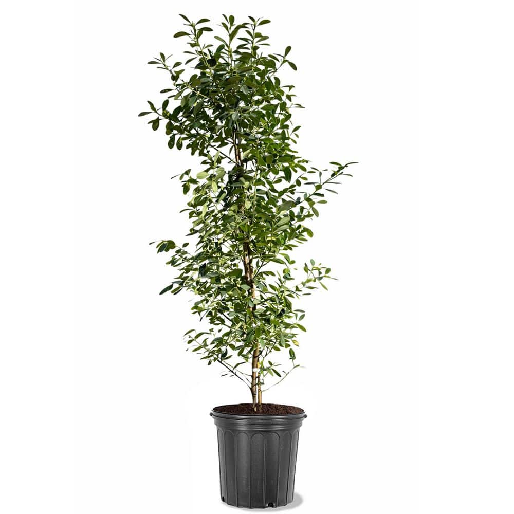 5 gal. Evergreen Dahoon Holly Tree (Ilex cassine) with Red Berries
