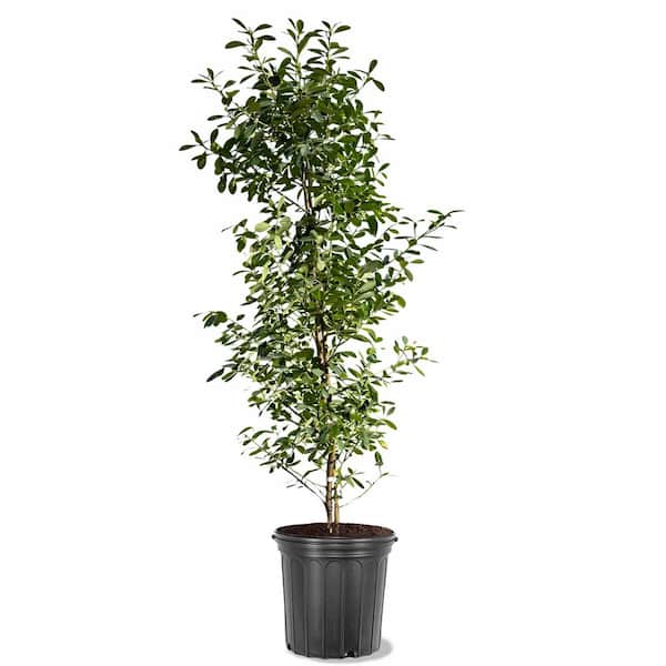 H6998ツリー 5 gal. Evergreen Dahoon Holly Tree (Ilex cassine) with Red Berries