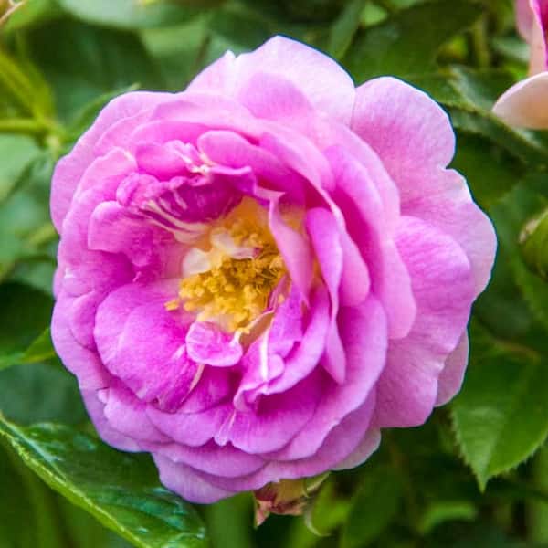 Spring Hill Nurseries 3 Gal. Pot, Arctic Blue Floribunda Rose Potted Plant (1-Pack)