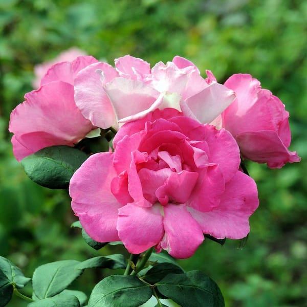 national PLANT NETWORK 3 gal. Rose Pink Mini Flora Tree With Pink
