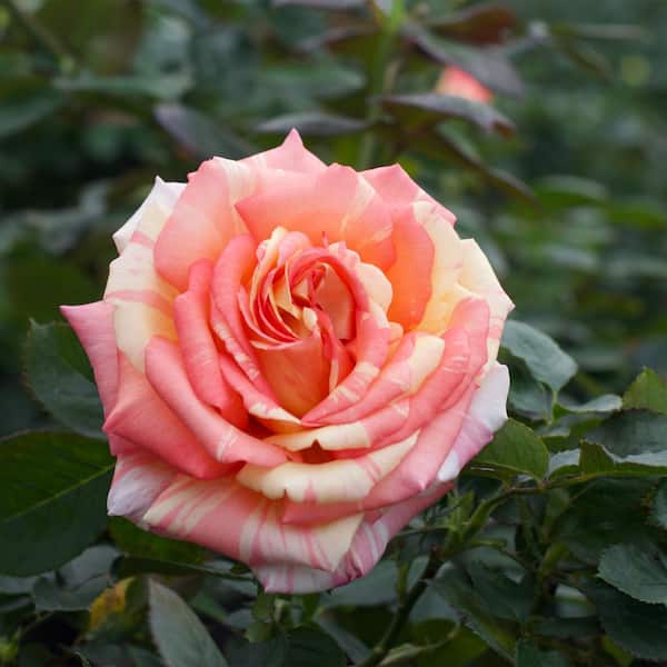 Vigoro 2 Gal. Peach Swirl Rose with Variegated Peach Flowers 17522