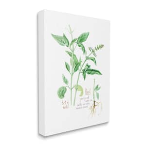 Basil Plant Herbs Watercolor Garden Green by Verbrugge Watercolor Unframed Print Nature Wall Art 16 in. x 20 in.
