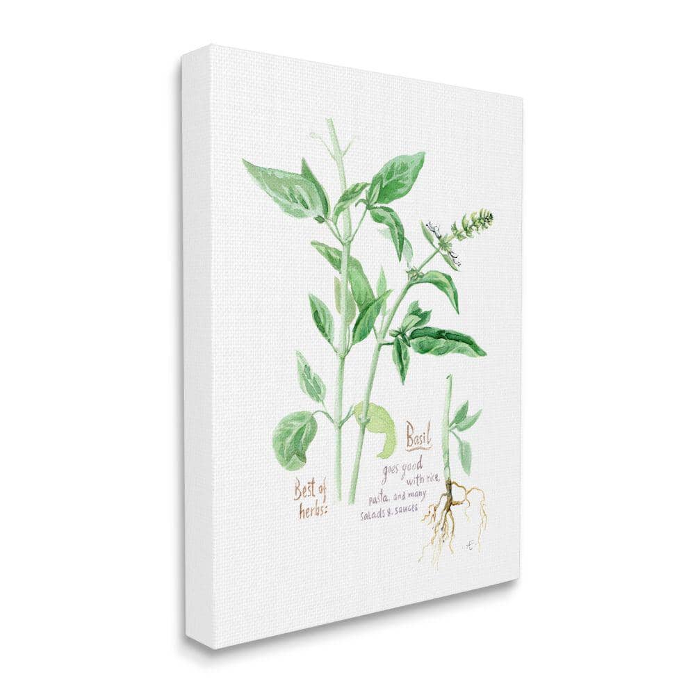 Stupell Industries Basil Plant Herbs Watercolor Garden Green by Verbrugge Watercolor Unframed Print Nature Wall Art 30 in. x 40 in -  ai-216_cn_30x40