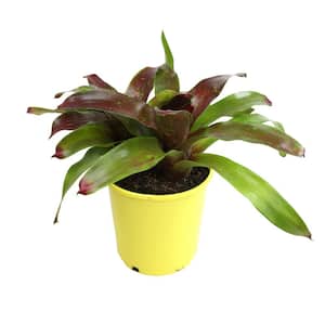 4 qt. Bromeliad Neoregelia Gazpacho Tropical Perennial Outdoor Plant with Bright Red and Green Foliage in Grower Pot