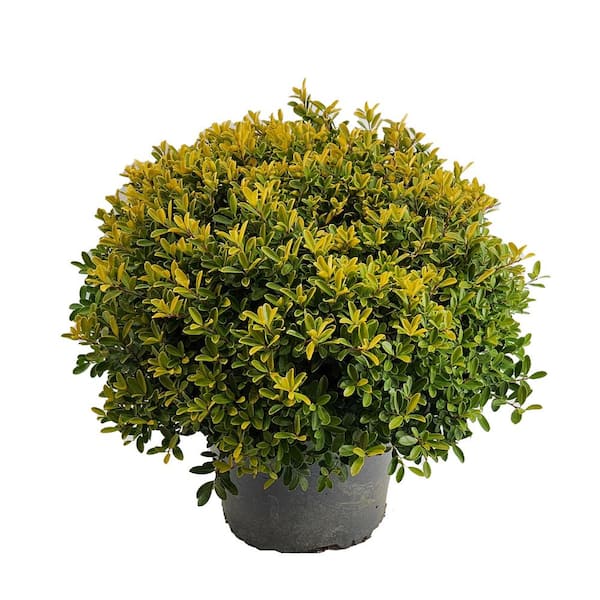 BELL NURSERY 3 Gal. Golden Helleri Japanese Holly (Ilex Crenata) Live Evergreen Shrub (1-Pack)