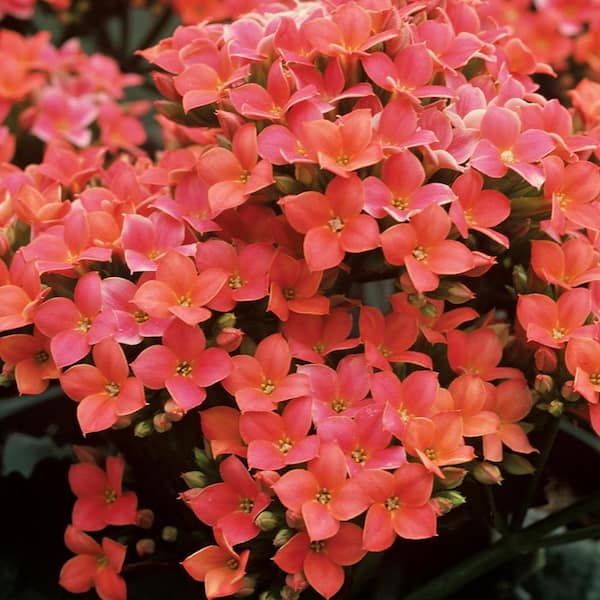 Vigoro 1.5 PT Kalanchoe 'Carmen' Orange Annual Plant