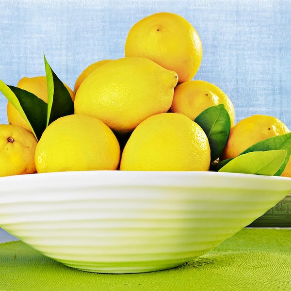 VAN ZYVERDEN Lemon Citrus Tree - Eureka - 1 Plant
