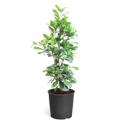 Fruit Trees Trees The Home Depot