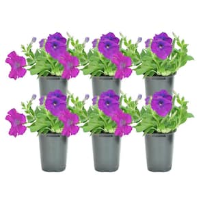 1 Pt. Purple Petunia Flowers in Grower's Pot (6-Pack)