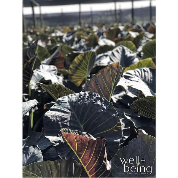 efeu vom nachbarn wuchert in meinem garten Gemeiner Efeu (Hedera helix) | 100-125 cm im Topf