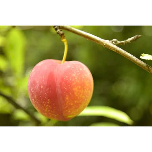 Online Orchards 3 ft. Burbank Plum Tree
