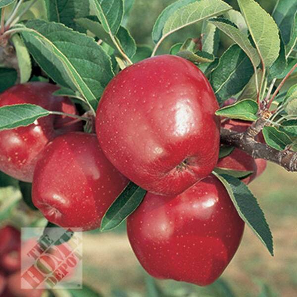 Unbranded Red Delicious Apple