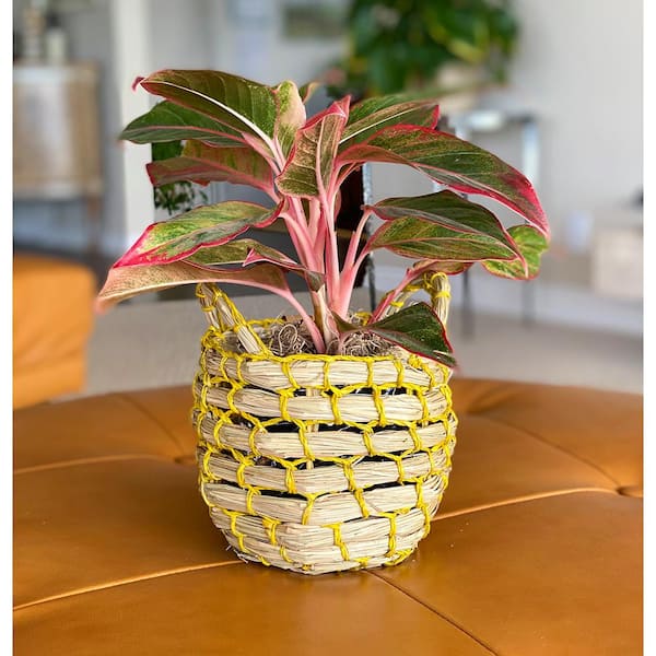 5 In Red Aglaonema Siam Chinese Evergreen Aglaonema Plant Seagrass Basket Redag5seagrass The Home Depot