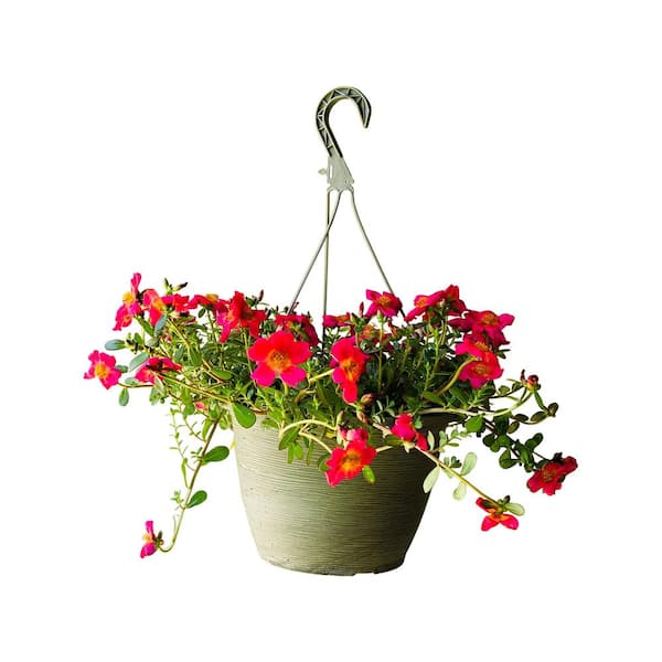 indoor plant rubber tree Ficus Burgundy Tree Form Single Stem, Rubber Tree