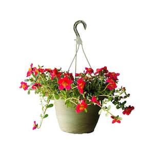 1.8 Gal. Purslane Plant Red Flowers in 11 In. Hanging Basket