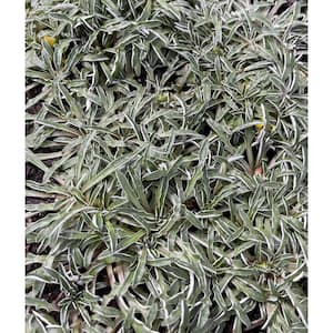 Silver Carpet Spreading Plant (3-Pack)