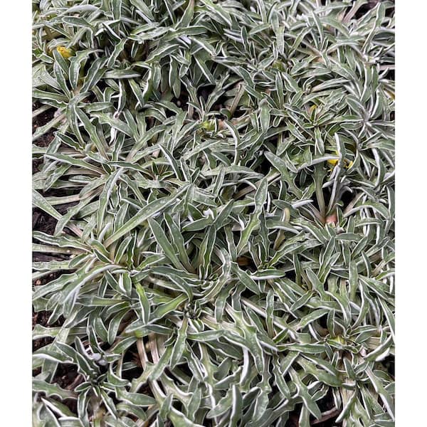 Cesicia Silver Carpet Spreading Plant (3-Pack)