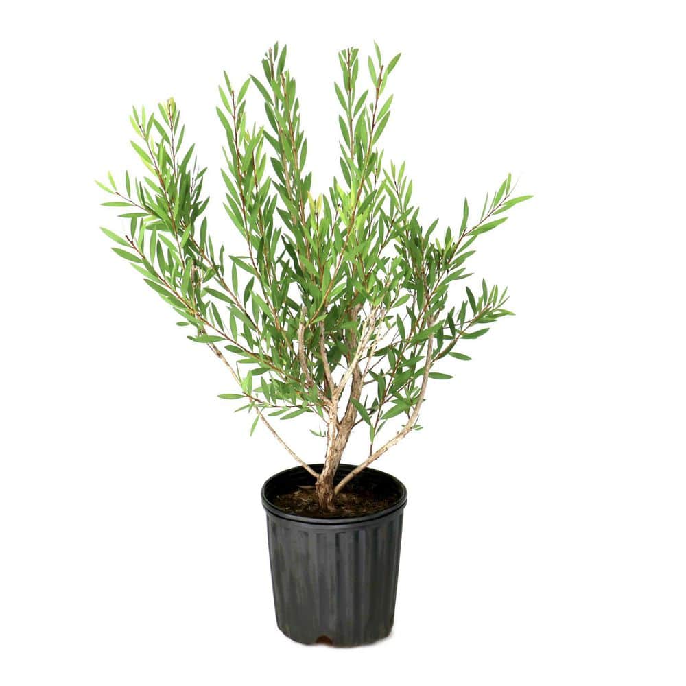 1 gal. Bottlebrush Shrub with Red Flowers (8-Pack) price history on PriceWatchPro