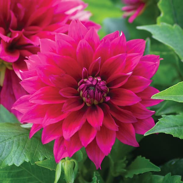 Vigoro 2.6  qt. 'Labella Maggiore' Dahlia Annual Plant With Purple Flowers